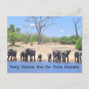 Chobe Elephants Haiku Holiday Post Card