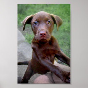 Chocalate Labrador Pittie Puppy Exploring Poster
