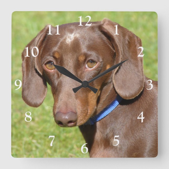 Chocolate and Tan Dachshund - Doxie Square Wall Clock (Front)