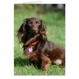 Chocolate and Tan Long-haired Miniature Dachshund