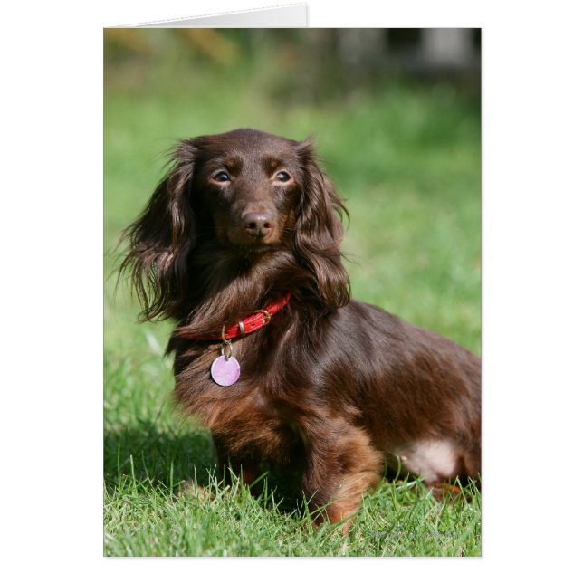 Chocolate and Tan Long-haired Miniature Dachshund (Front)