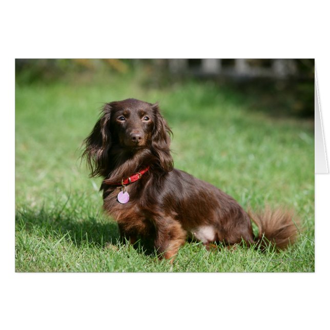 Chocolate and Tan Long-haired Miniature Dachshund (Front Horizontal)