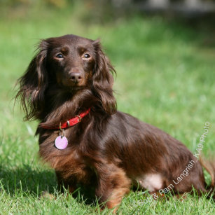 Long Haired Dachshund Stickers Zazzle Au
