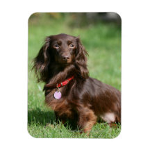 Dachshund Long Haired Miniature Home Furnishings Accessories