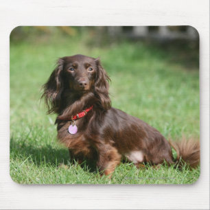 Chocolate and Tan Long-haired Miniature Dachshund Mouse Pad