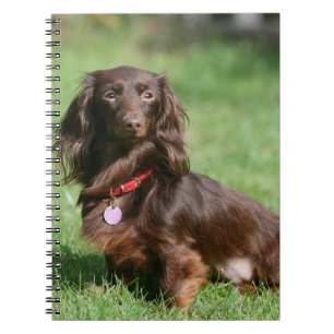 Chocolate and Tan Long-haired Miniature Dachshund Notebook