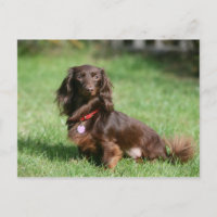 Chocolate and Tan Long-haired Miniature Dachshund