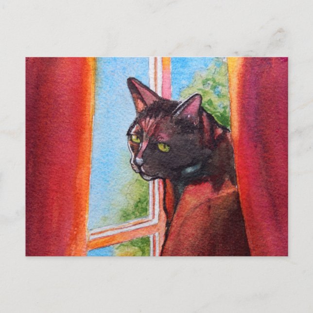 Chocolate Black Cat with Curtains Postcard (Front)