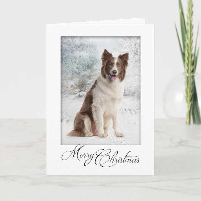Chocolate Border Collie Christmas Card (Front)
