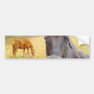 Chocolate Brown horse Bumper Sticker