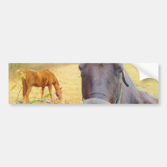Chocolate Brown horse Bumper Sticker (Front)