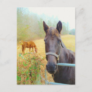 Chocolate Brown horse Postcard