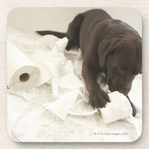 Chocolate brown labrador. coaster