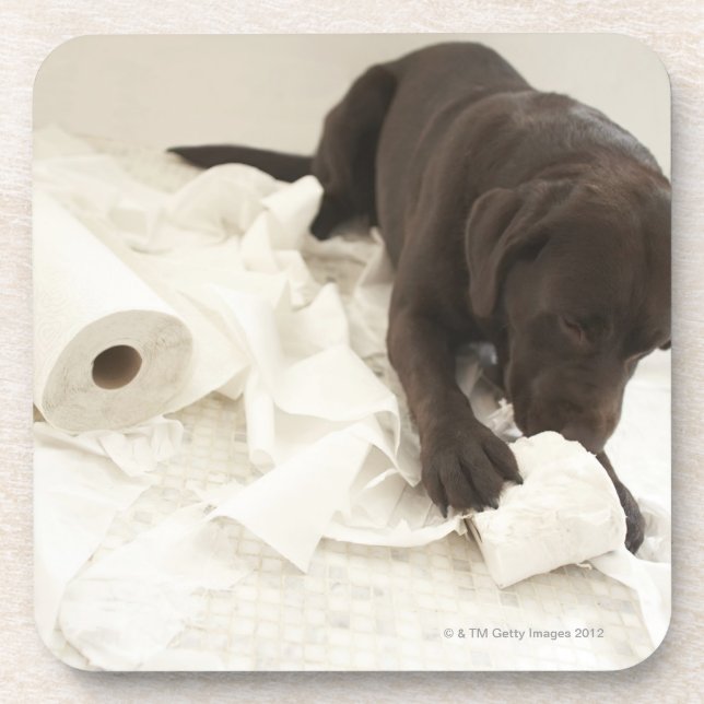 Chocolate brown labrador. coaster (Front)