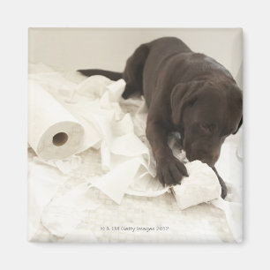 Chocolate brown labrador. magnet