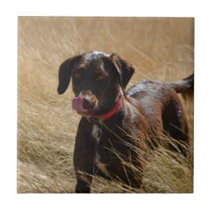 Chocolate Brown Labrador Retriever Ceramic Tile