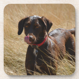 Chocolate Brown Labrador Retriever Coaster