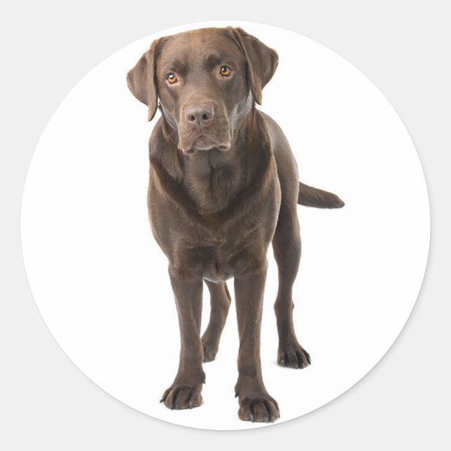 Chocolate Brown Labrador Retriever Puppy Dog Classic Round Sticker (Front)