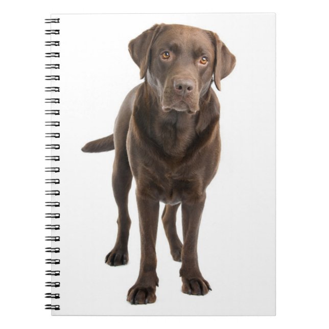 Chocolate Brown Labrador Retriever Puppy Notebook (Front)