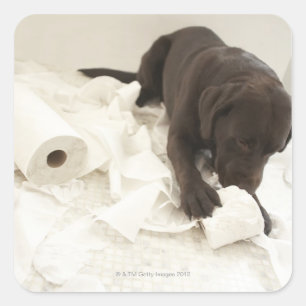 Chocolate brown labrador. square sticker