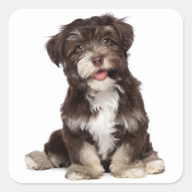 Chocolate Brown & White Havanese Puppy Dog Sticker (Front)