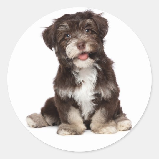 white chocolate havanese