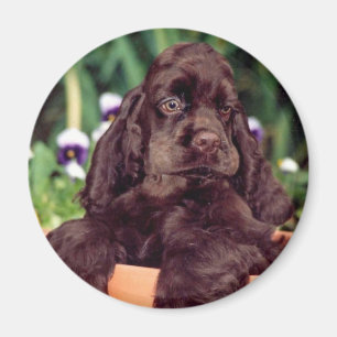 Chocolate cocker magnet