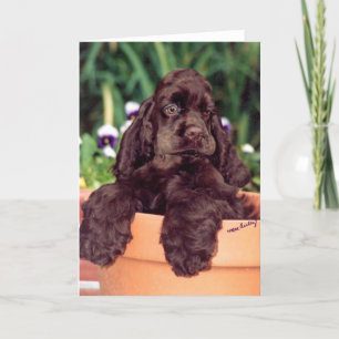 Chocolate Cocker Spaniel greeting card