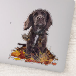 Chocolate cocker spaniel puppy     
