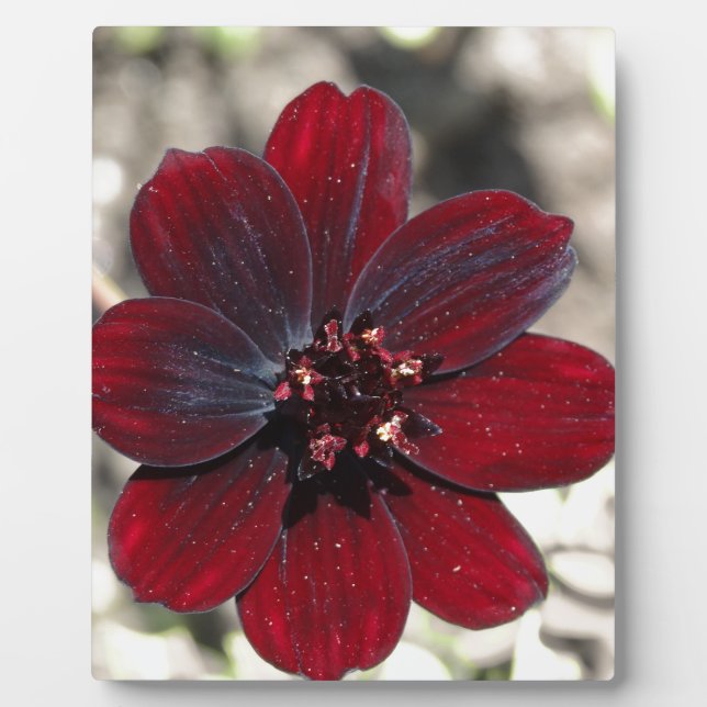 Chocolate Cosmos Flower Plaque (Front)