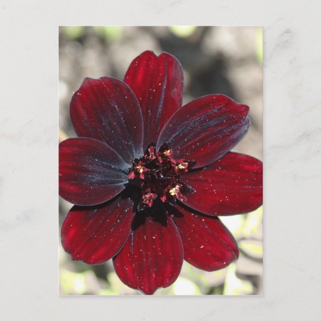 Chocolate Cosmos Flower Postcard (Front)