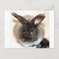 Chocolate French Angora Bunny Rabbit Photograph