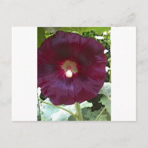 Chocolate Hollyhock Postcard