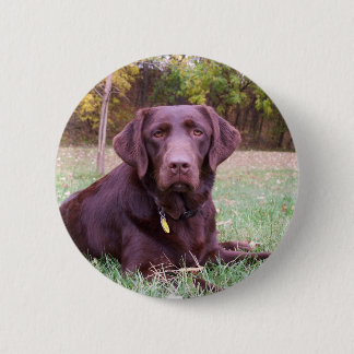 Chocolate Lab 6 Cm Round Badge