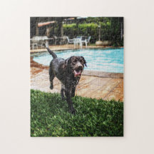 Chocolate lab by the pool