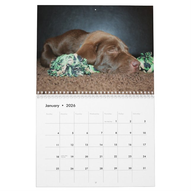 Chocolate Lab Calendar (Jan 2026)