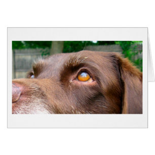 Chocolate Lab Card