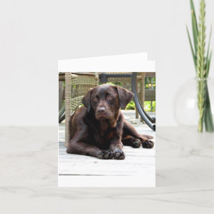 Chocolate Lab Card