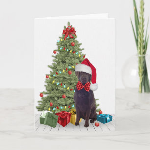 Chocolate Lab Christmas Card