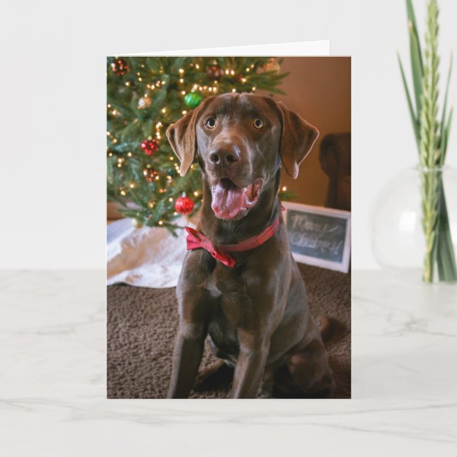 Chocolate Lab Christmas Card (Front)