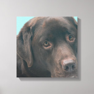 Chocolate Lab Dog Canvas Print