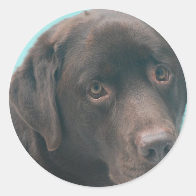 Chocolate Lab Dog Stickers (Front)