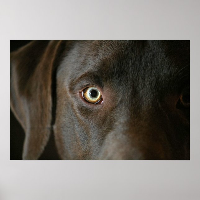 Chocolate Lab Eyes Poster (Front)