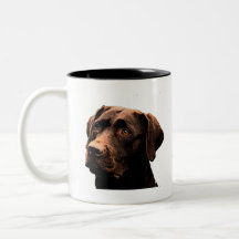 chocolate lab face