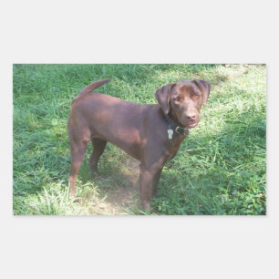 Chocolate Lab Full Rectangular Sticker
