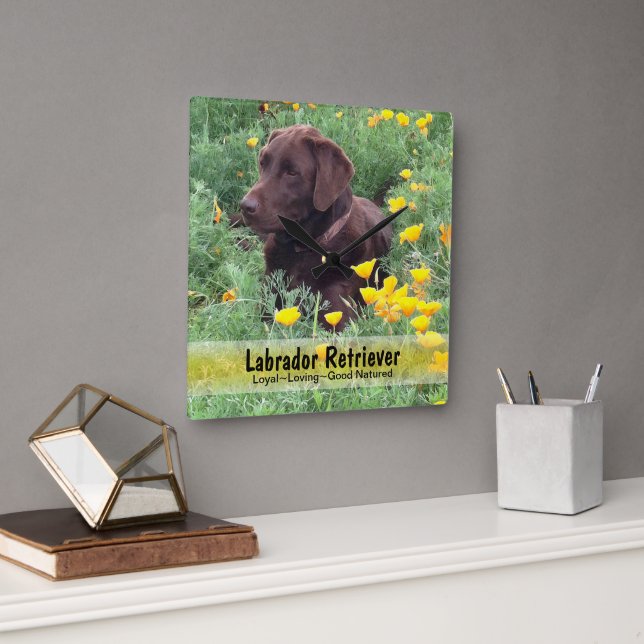 Chocolate Lab in A CaliforniPoppy Patch Square Wall Clock (Office)