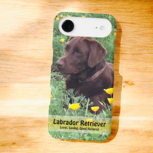 Chocolate Lab in California Poppy Patch