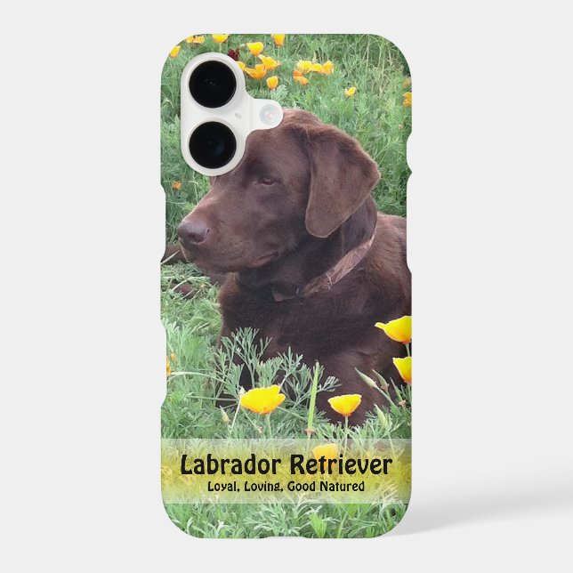 Chocolate Lab in California Poppy Patch (Back)