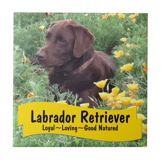 Chocolate Lab in California Poppy Patch Ceramic Tile (Front)