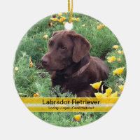 Chocolate Lab in California Poppy Patch